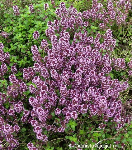 Thymus serpyllum